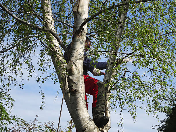 Professional Tree Removal Services in Spotsylvania Courthouse, VA